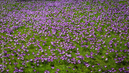 Tableau sur toile Crocus Lawn at Wallington, Northumberland