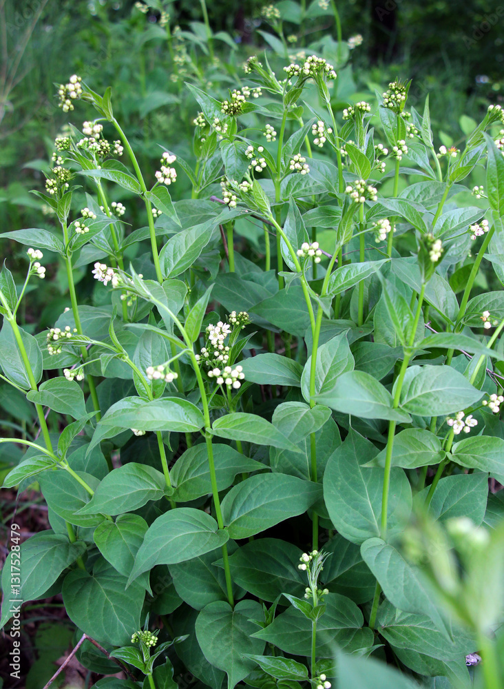 Obraz premium In spring, Vincetoxicum hirundinaria blooms in the forest