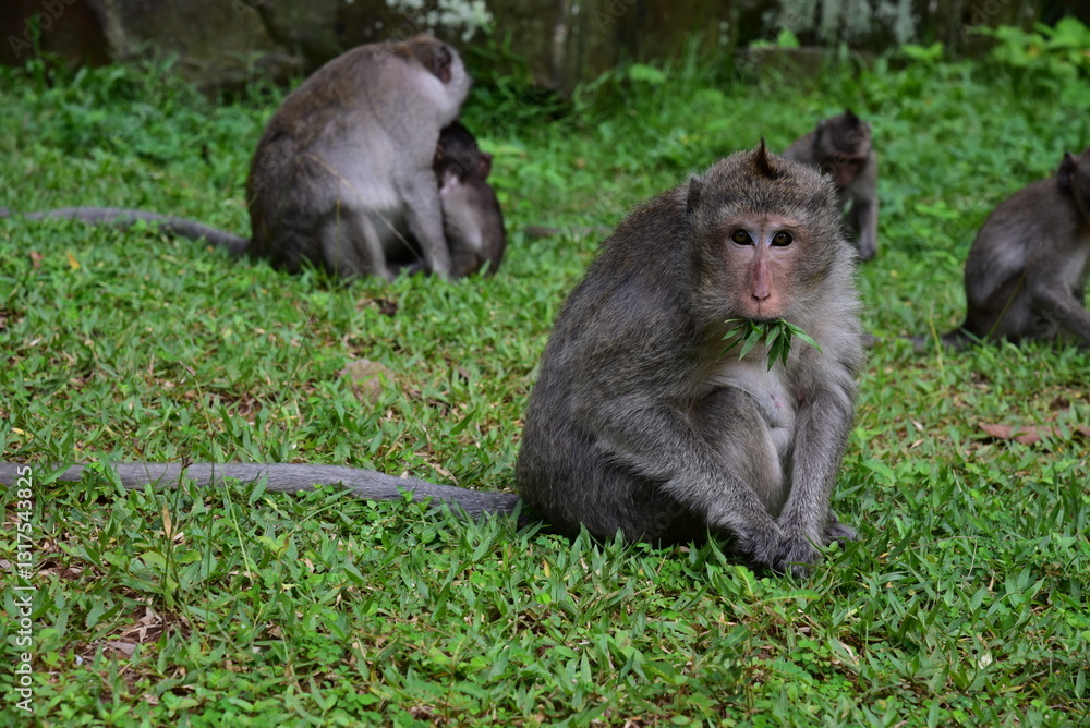 Fototapeta premium Cute monkey