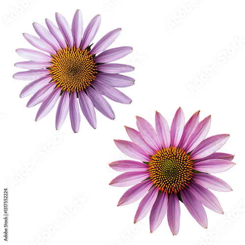 Two vibrant pink flowers with yellow centers showcasing their natural beauty and intricate details. isolated on white background and transparent background