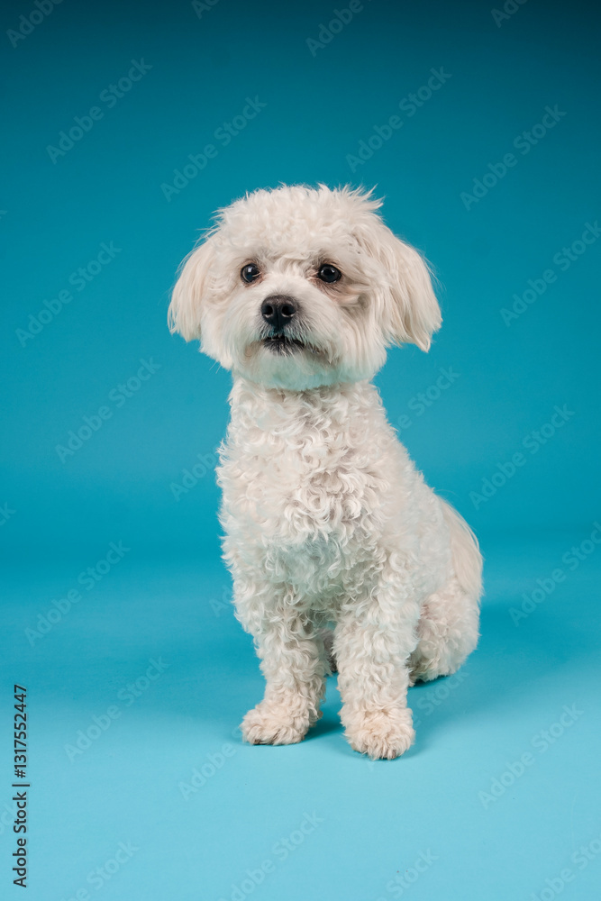 Obraz premium small white dog in photostudio