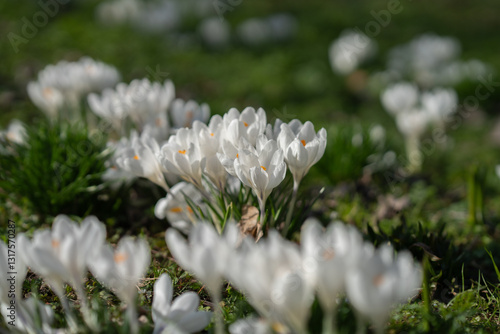 white spring flowers, white crocuses, macro flowers