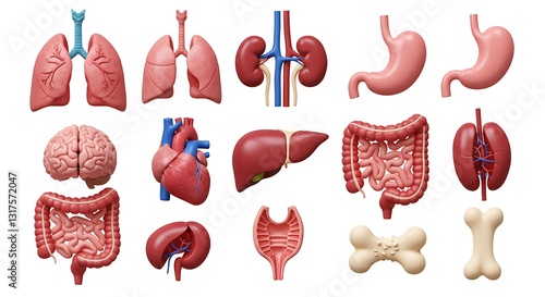 Human internal organs icon set with lungs kidneys stomach intestines brain heart spleen liver bone 3d illustration