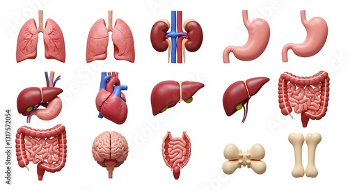 Human internal organs icon set with lungs kidneys stomach intestines brain heart spleen liver bone 3d illustration