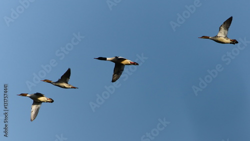 Flock of birds flying in the sky. Mergus merganser aka Common merganser. Waterfowl from Czech republic.