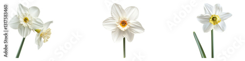 White narcissus flower isolated on transparent background. PNG, Set of