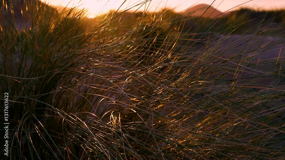 Sunset lights on the vegetation of the dunes of Salvé beach in Laredo. Cantabrian Sea. Laredo. Cantabria. Spain. Europe Sunset lights on the vegetation of the dunes of Salvé beach in Laredo. Cantabrian Sea. Laredo. Cantabria. Spain. Europe