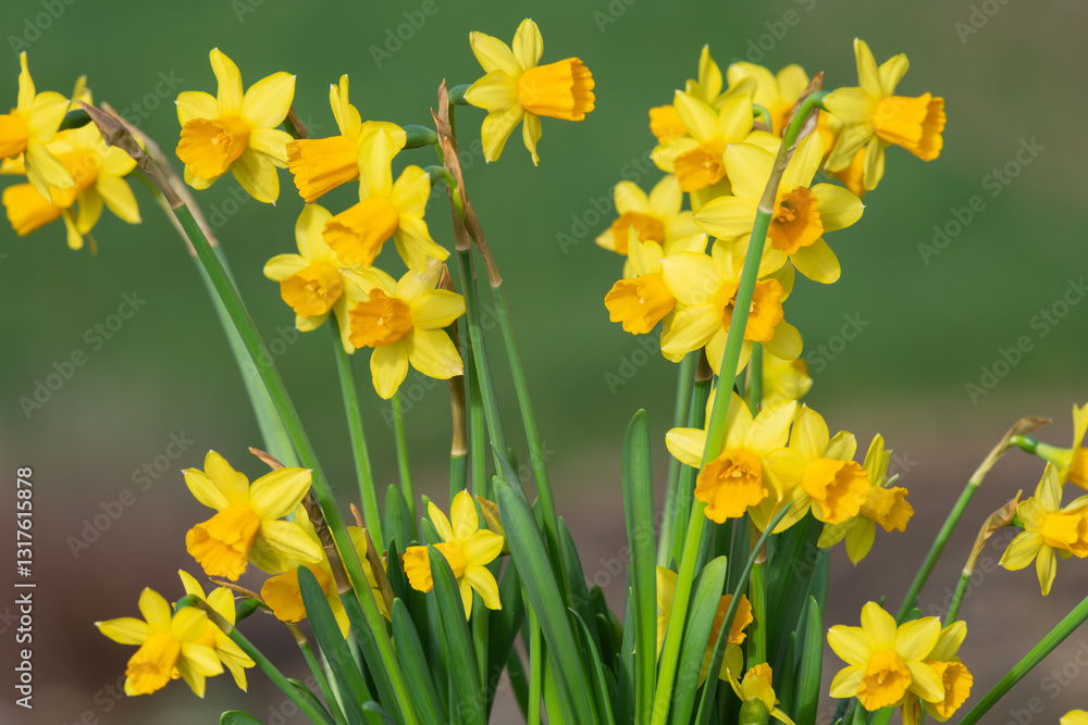 Fototapeta premium Close up of daffodils (narcissus) in bloom