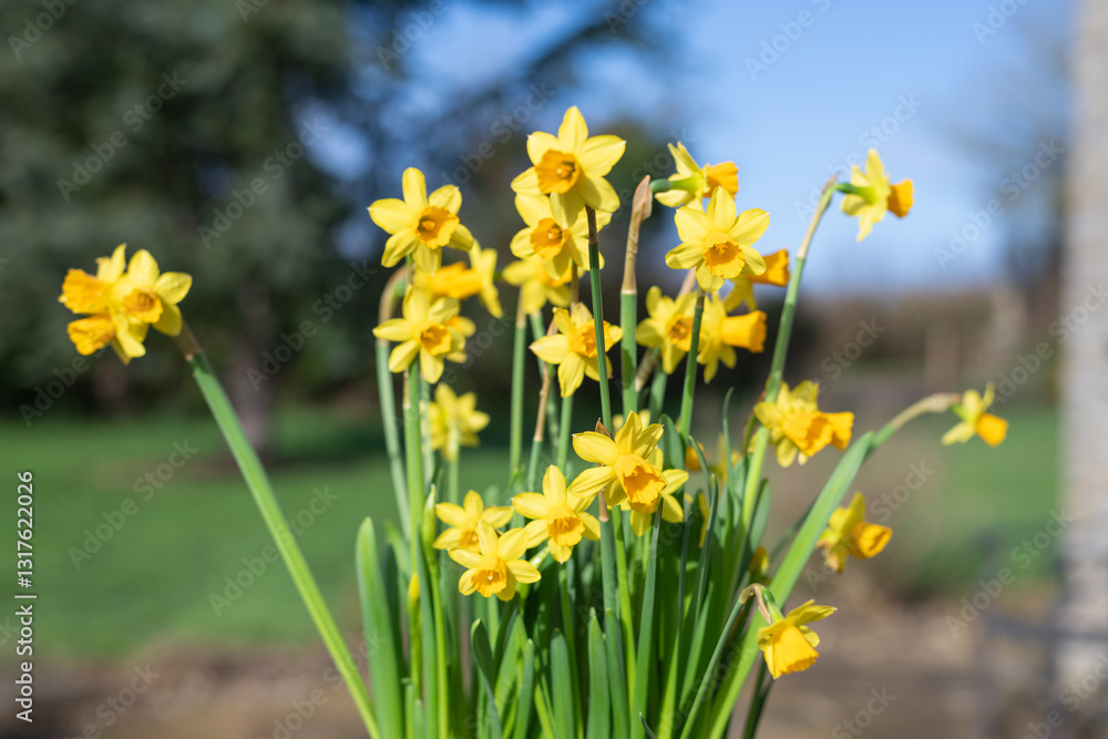 Close up of daffodils (narcissus) in bloom Close up of daffodils (narcissus) in bloom