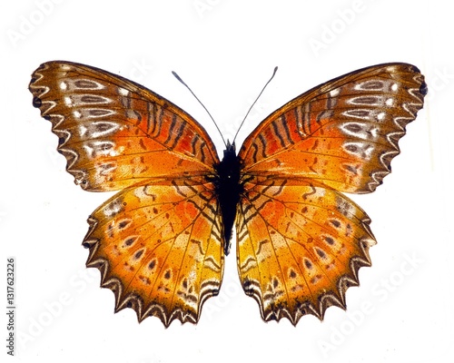 Photography Orange tropical butterfly on white background