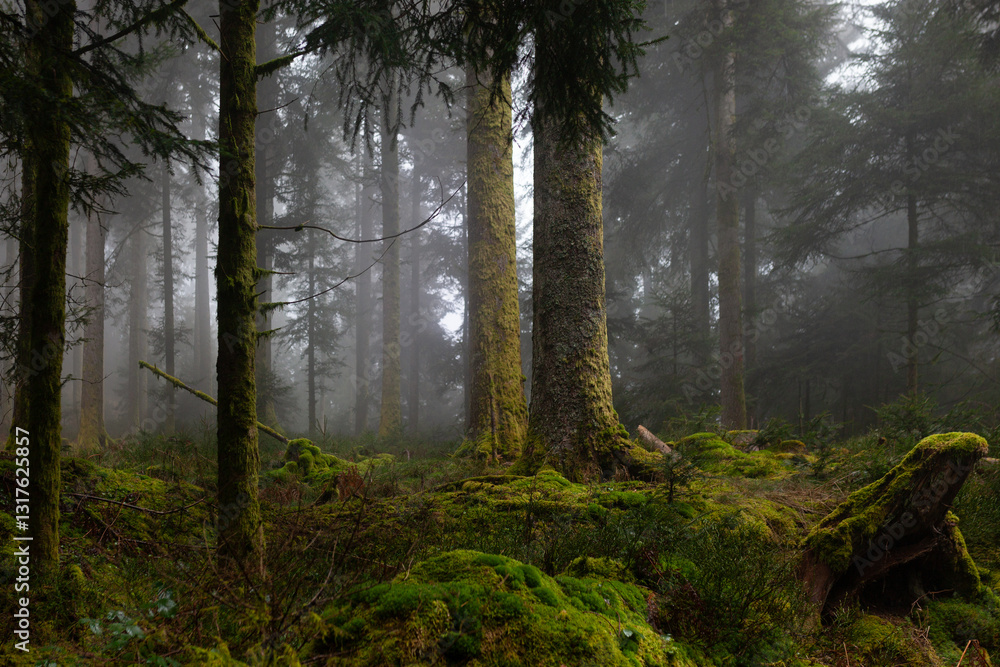 Obraz premium Schwarzwald - mystische, märchenhafte Stimmung im Wald bei Nebel