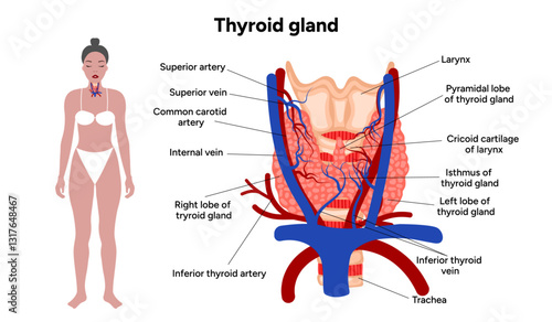 Thyroid gland: Medical anatomy, functions and hormones. Medicine and diagramThyroid gland: Medical anatomy and hormones. Veins and arteries. Medicine and diagram