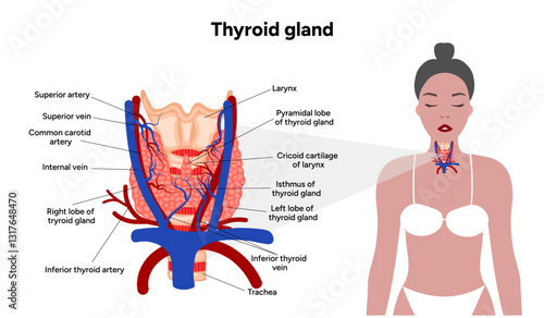 Thyroid gland: Medical anatomy and hormones. Veins and arteries. Medicine and diagram