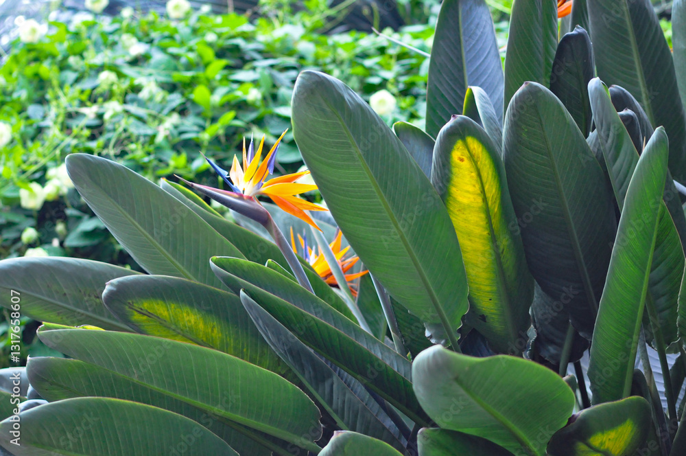 Blossom of Strelitzia reginae, colorful bird of paradise flowers in botanical garden