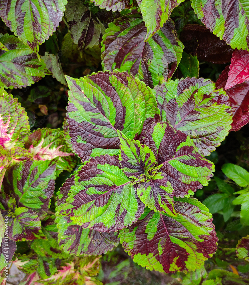 The colorful leaves of Coleus or Plectranthus scutellarioides . Beautiful leaves are popular for planting