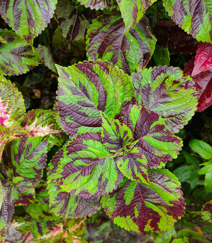 Obraz na płótnie The colorful leaves of Coleus or Plectranthus scutellarioides . Beautiful leaves are popular for planting w salonie