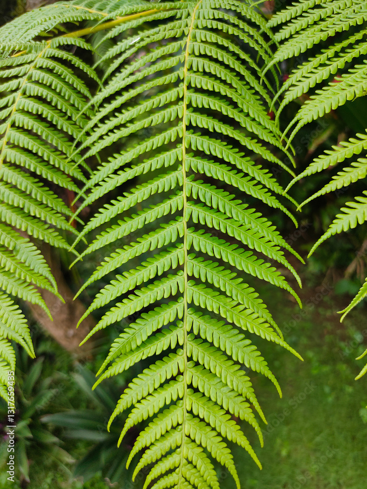 Close up view Sphaeropteris cooperi or Cyathea cooperi lacy tree fern, scaly tree fern alsk known Austrialian tree fern green leaf fronds and leaflets texture and pattern