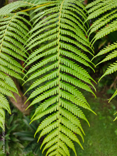 Close up view Sphaeropteris cooperi or Cyathea cooperi lacy tree fern, scaly tree fern alsk known Austrialian tree fern green leaf fronds and leaflets texture and pattern