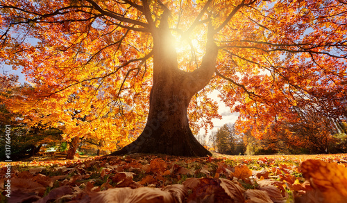 Wallpaper Mural Looking up at tall trees with golden autumn leaves. Royalty high-quality free best stock image of the sun shines through the canopy. Vibrant autumn forest view with colorful leaves and blue sky  Torontodigital.ca