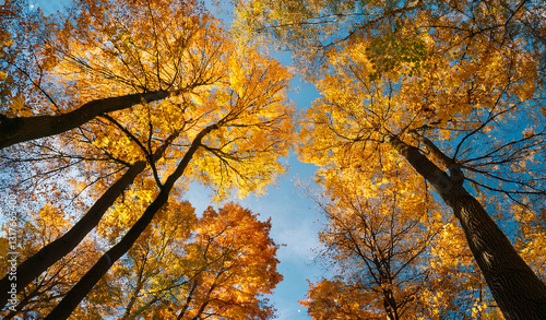 Wallpaper Mural Looking up at tall trees with golden autumn leaves. Royalty high-quality free best stock image of the sun shines through the canopy. Vibrant autumn forest view with colorful leaves and blue sky  Torontodigital.ca