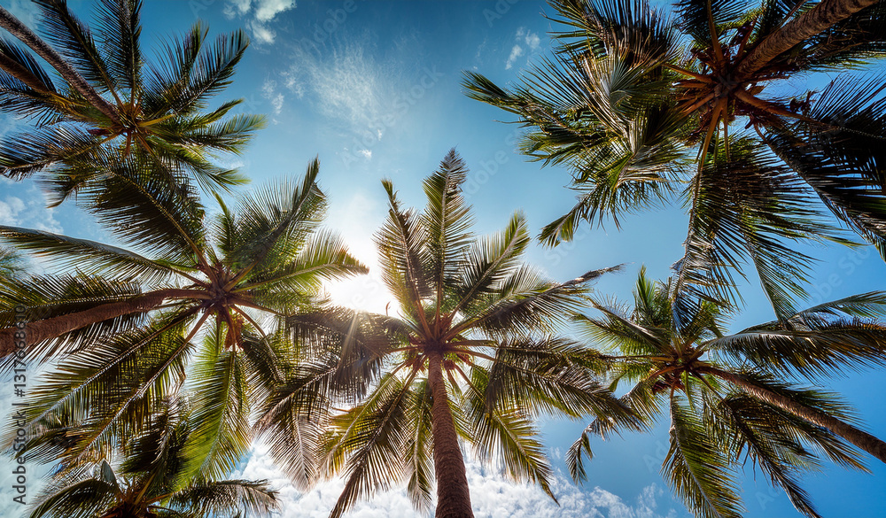 Obraz premium Looking up at blue sky and Coconut palm trees, view from below. Royalty high-quality free best stock of look up at the palm trees and blue sky Background. Tropical summer, upside view, summer scene