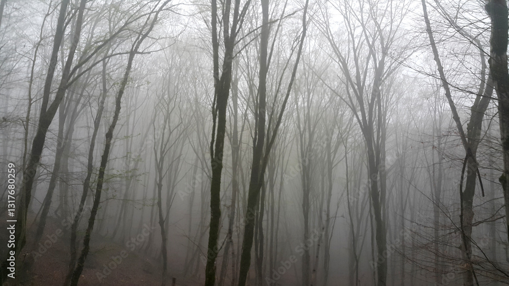 Fototapeta premium Misty Forest