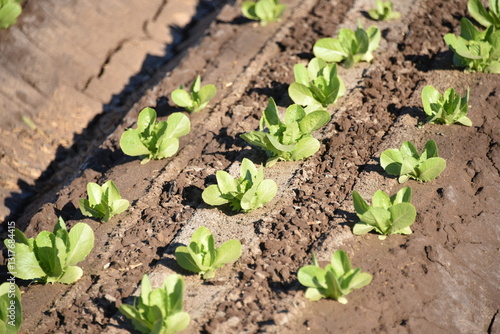 Yuma Arizona USA lettuce production supplies 90% of the United States from Oct. to Mar.