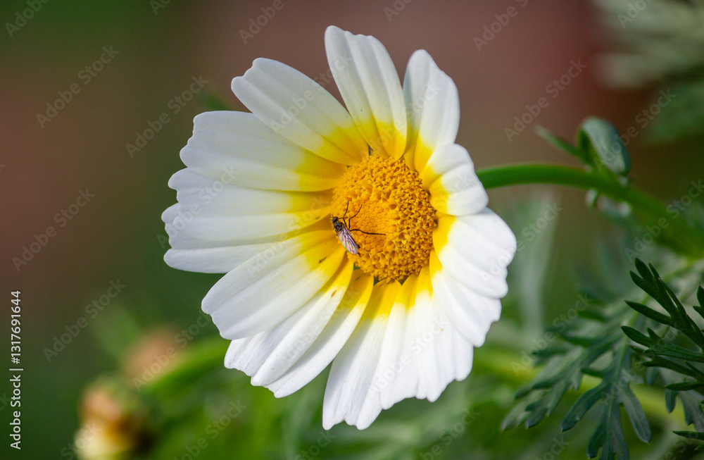 Obraz premium margarida