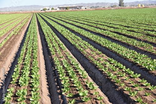 Yuma Arizona USA lettuce production supplies 90% of the United States from Oct. to Mar.