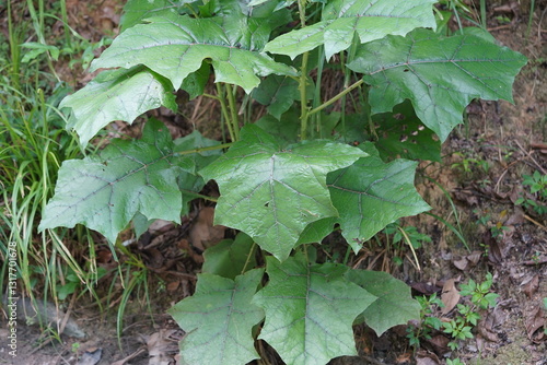 Spiny green leaves of solanum stramoniifolium, a solanaceae plant of South America that has thorns on the surface of its leaves as a defense. Near Manaus, Amazonas state, Brazil.