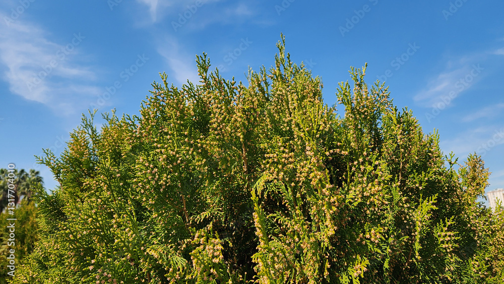 Fototapeta premium Cones on top branches of an Oriental Arbor-vitae (Platycladus orientalis) in a city park in Mediterranean region in March
