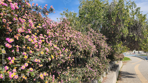 Photos Vivid pink and yellow lantana blossoms (Lantana camara) create a stunning border along the sidewalk
