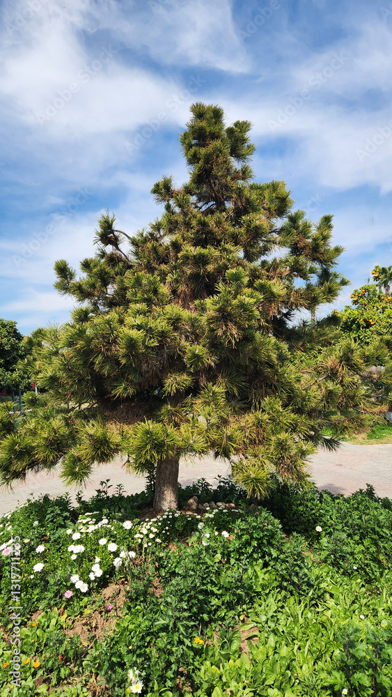 Fototapeta premium An ornamental black pine (Pinus thunbergii) in a city park in Mediterranean region