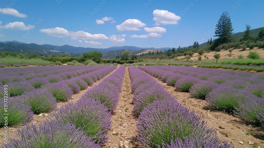 Fototapeta premium Vast lavender field stretches towards the horizon under a bright sky