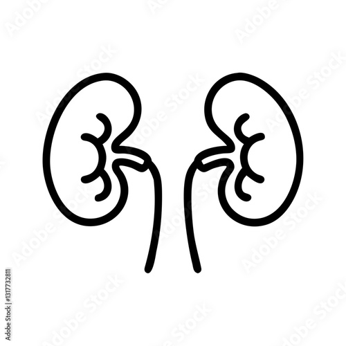 kidney vector illustration