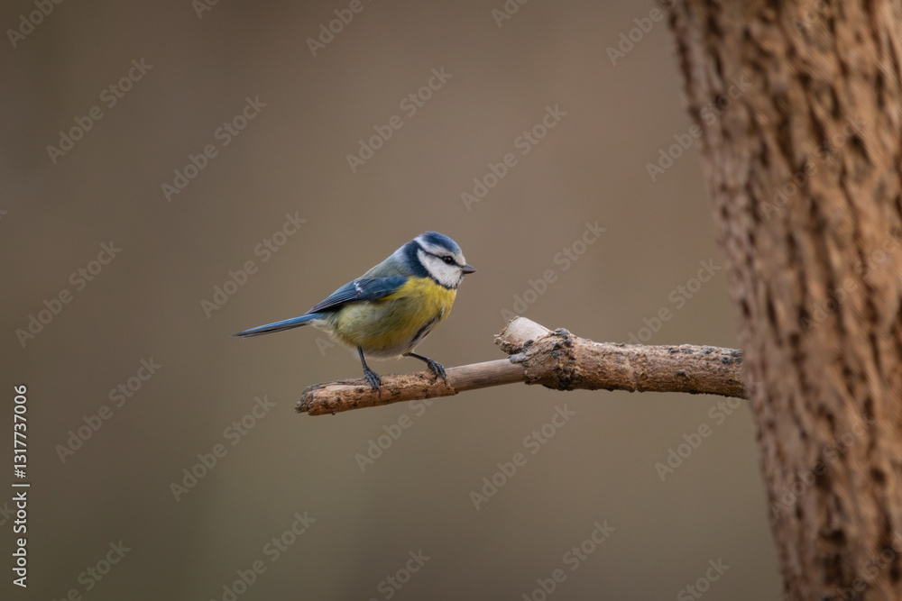 Obraz premium Eurasian Blue Tit – Feathered Observer at Rest