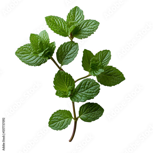 A detailed, high-resolution image of a peppermint branch featuring multiple vibrant green leaves