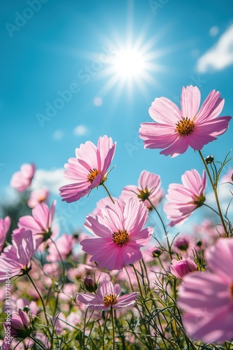 Bright pink cosmos flowers bloom under a clear blue sky in a sunlit field during late spring