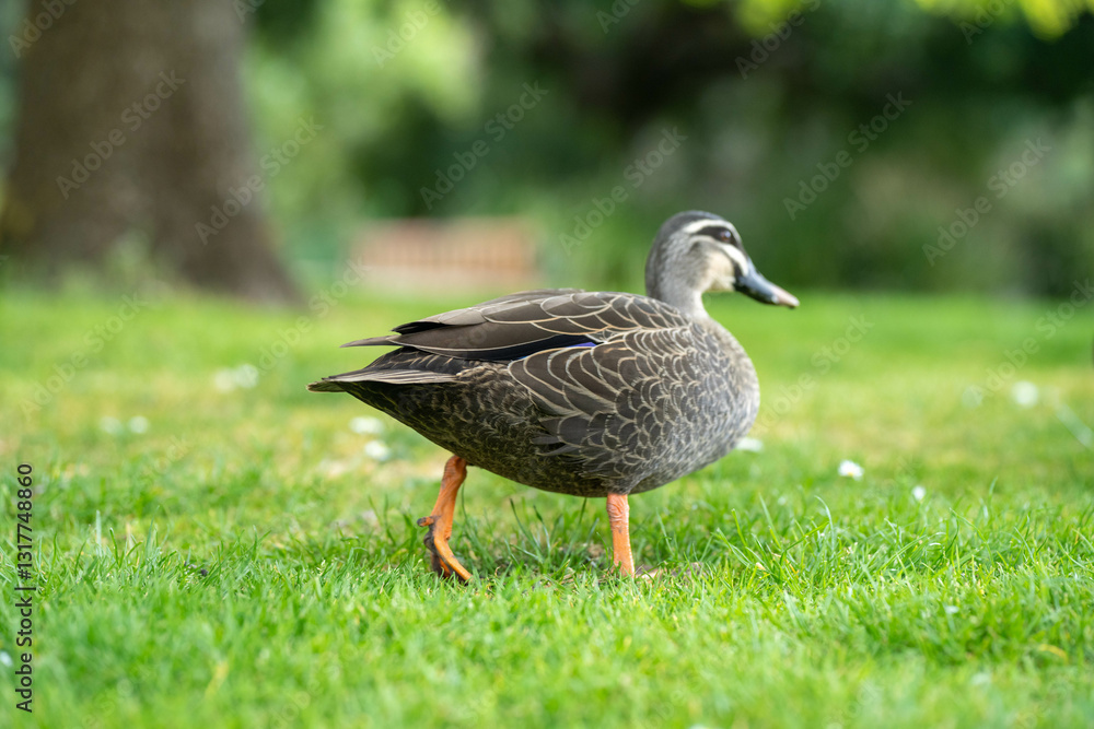 Obraz premium ducks in a park on a pond and on grass