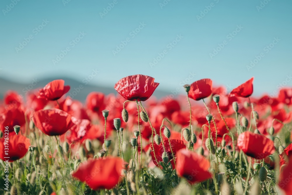 Naklejka premium A field of poppies swaying in the gentle breeze