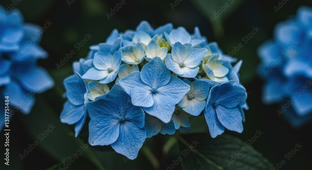 Macro Shot of Intricate Blue Hydrangea Petals Macro Shot of Intricate Blue Hydrangea Petals