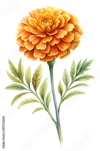 Elegant watercolor illustration of a vibrant marigold in full bloom, with rich orange and yellow hues. Soft brushstrokes and lush green leaves on a white background, perfect for floral and wedding