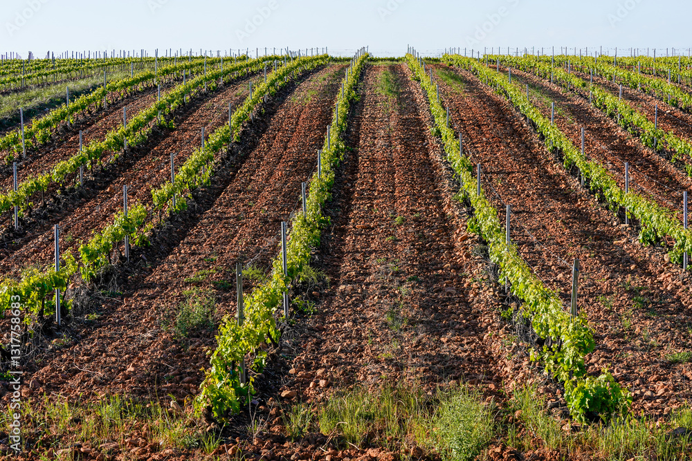 the hill of ecological vineyard the hill of ecological vineyard