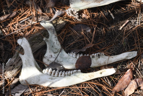 deer bones 