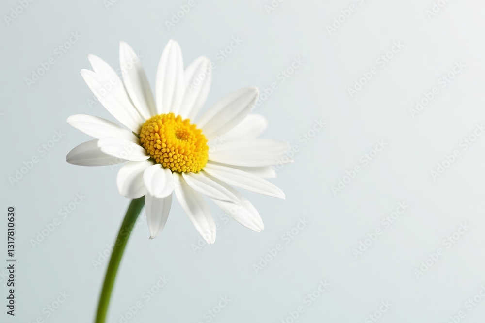 Single daisy with delicate petals against a clean white backdrop, daisy, white, petal Single daisy with delicate petals against a clean white backdrop, daisy, white, petal