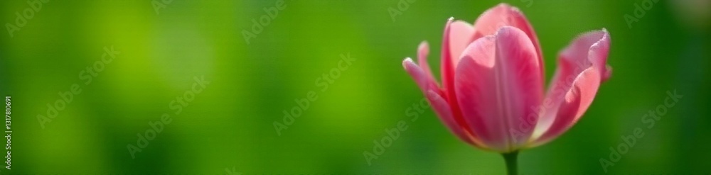 Single pink tulip flower in full bloom against lush green backdrop, seasonal, blooming, fresh Single pink tulip flower in full bloom against lush green backdrop, seasonal, blooming, fresh