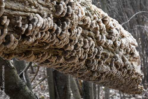 mushroom on tree 