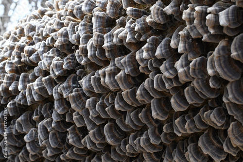 mushroom on trees 