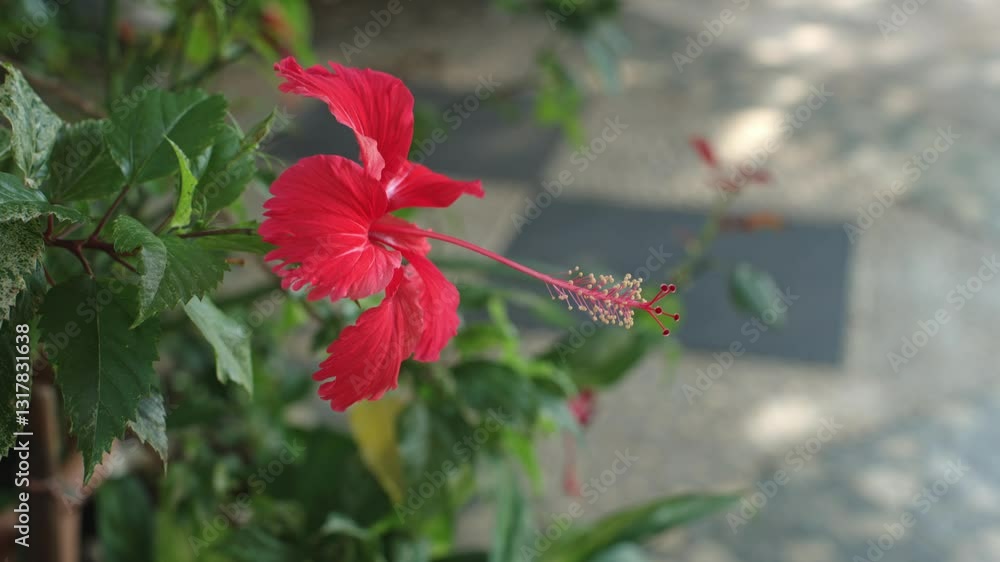 Red hibiscus flower (Hibiscus rosa-sinensis) blowed by gentle breeze in the morning, planted in outdoor garden, with shallow depth of field and natural background Red hibiscus flower (Hibiscus rosa-sinensis) blowed by gentle breeze in the morning, planted in outdoor garden, with shallow depth of field and natural background