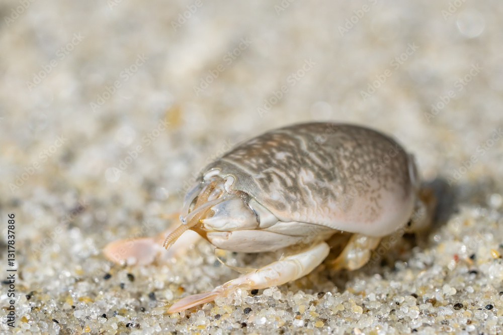 Emerita analoga, the Pacific sand crab, Pacific mole crab or coldwater mole crab, is a species of small, sand-burrowing decapod crustacean. La Jolla Tide Pools, San Diego, California Emerita analoga, the Pacific sand crab, Pacific mole crab or coldwater mole crab, is a species of small, sand-burrowing decapod crustacean. La Jolla Tide Pools, San Diego, California